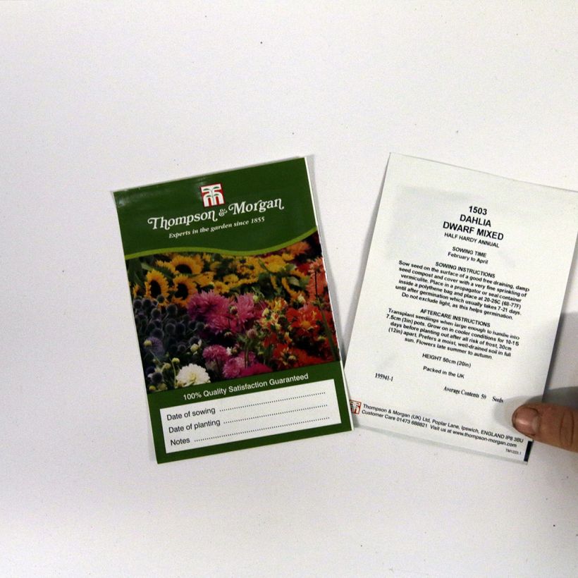 Exemple de spécimen de Graines de Dahlia nain Dwarf Mixed le sachet de +/- 50 graines environ (minimum 0,5g) tel que livré