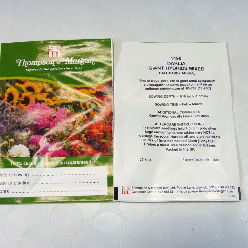 Exemple de spécimen de Graines de Dahlia Giant Hybrids Mixed en mélange le sachet de 40 graines environ tel que livré