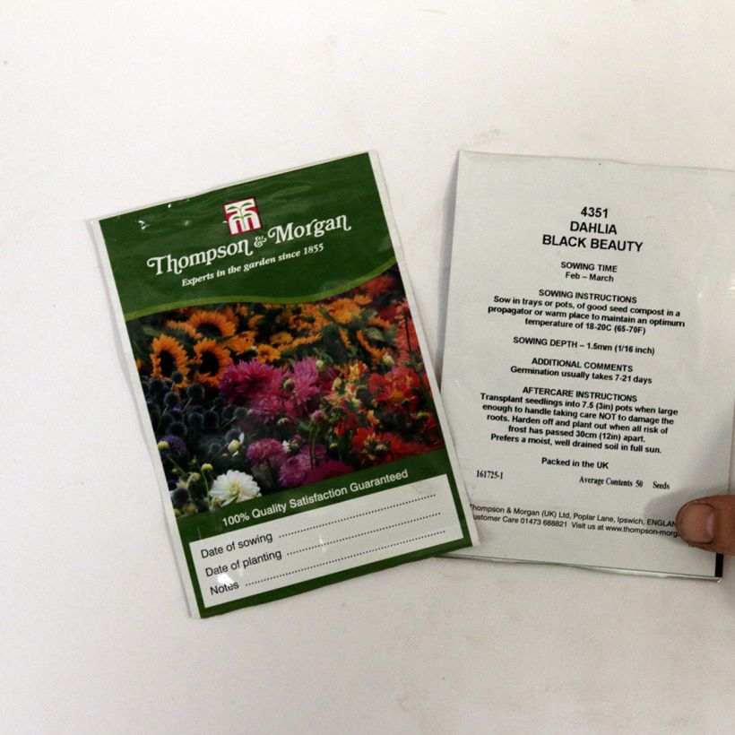 Exemple de spécimen de Graines de Dahlia nain Black Beauty le sachet de 50 graines environ tel que livré