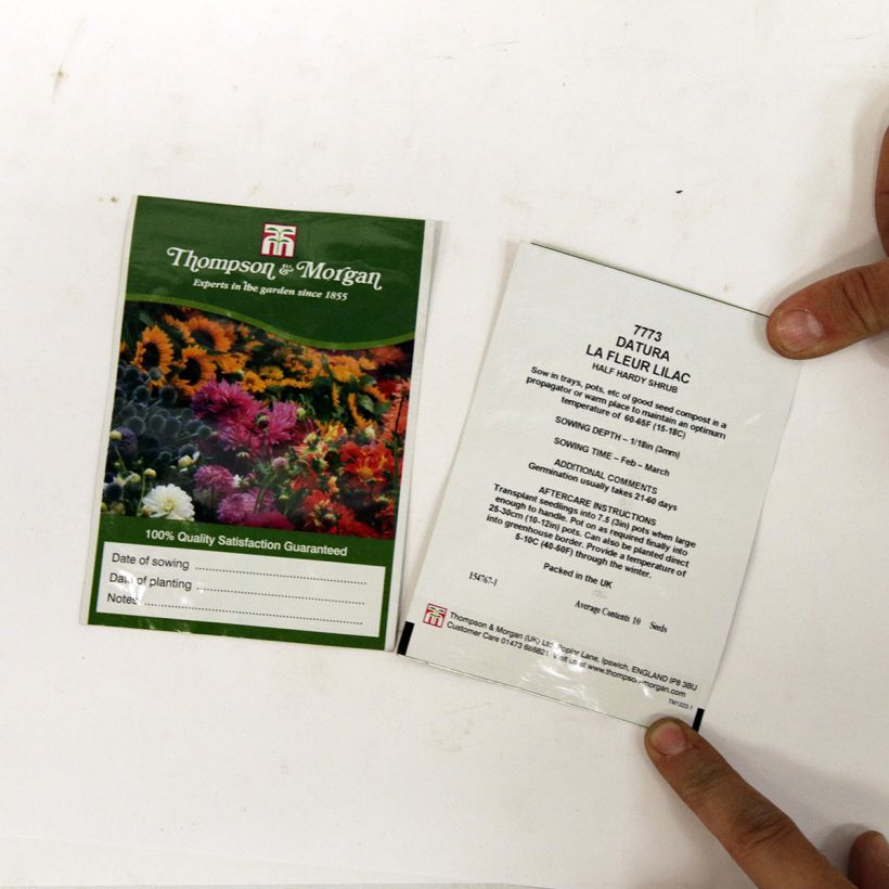 Exemple de spécimen de Graines de Datura metel La Fleur Lilac - Brugmansia meteloides le sachet de 8 graines environ tel que livré