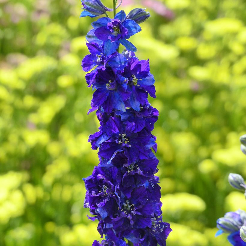 Graines de Delphinium Imperial QIS Dark Blue - Pied d'alouette annuel (Flowering)
