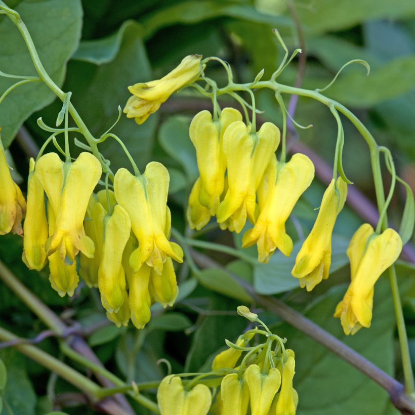 Graines de Dicentra grimpant Golden Tears - Dactylicapnos scandens (Flowering)