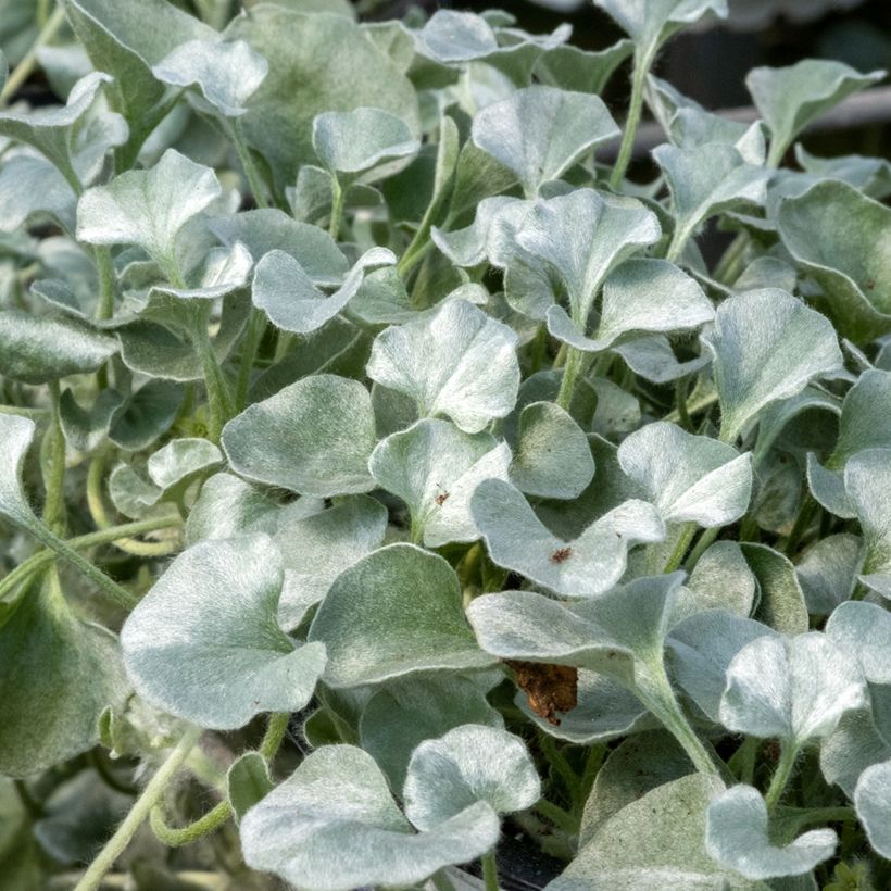 Graines de Dichondra argentée - Dichondra argentea Silver Falls  (Foliage)