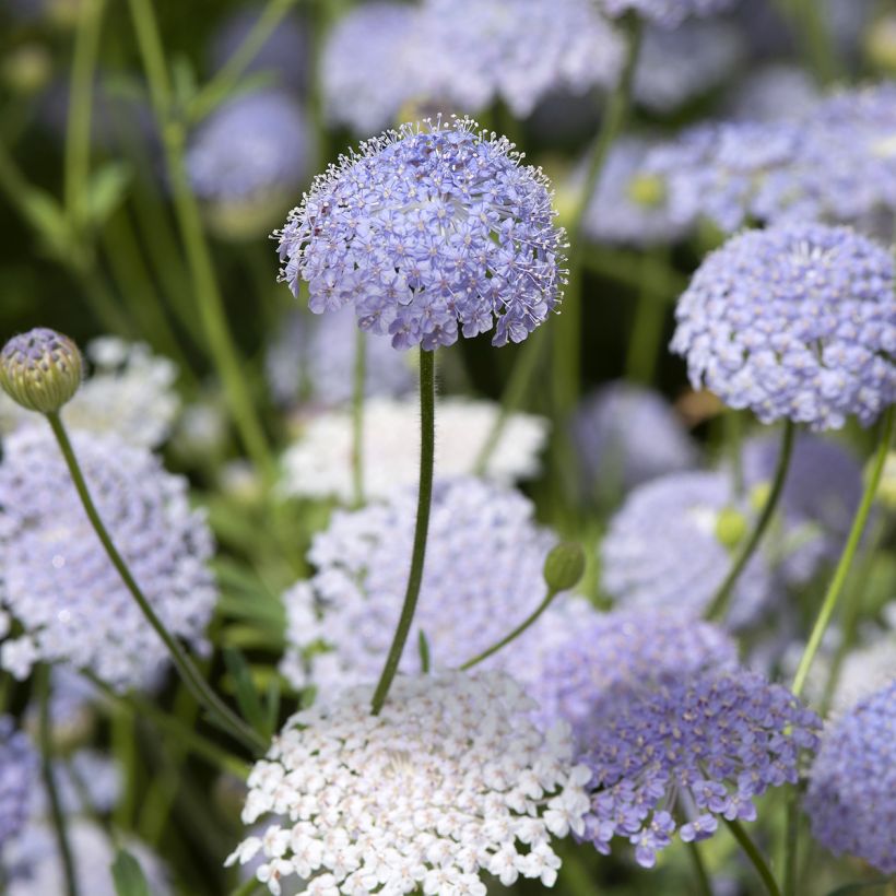 Graines de Didiscus caeruleus Lace Blue - Trachymène bleu (Flowering)