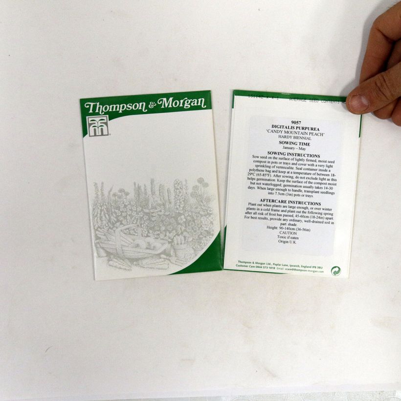 Exemple de spécimen de Graines de Digitale Candy Mountain Peach  - Digitalis purpurea le sachet de 40 graines environ tel que livré