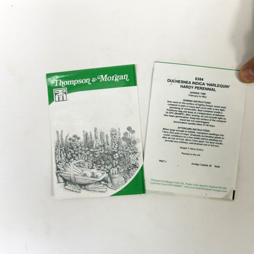 Exemple de spécimen de Graines de Duchesnea indica Harlequin - Fraisier des Indes  le sachet de 40 graines environ tel que livré