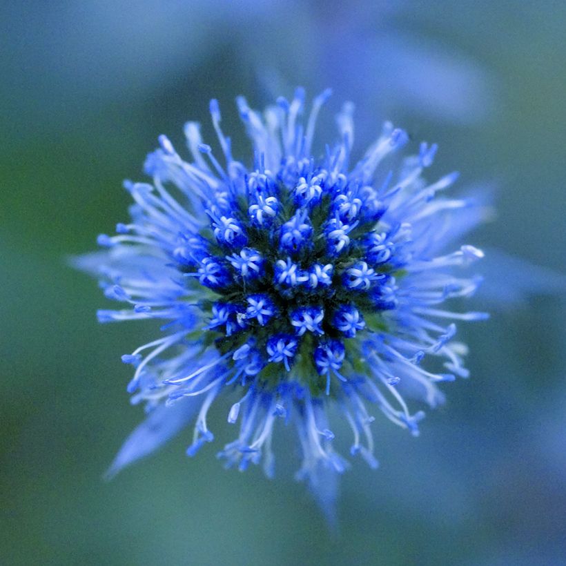 Graines d'Eryngium planum Blue Glitter - Panicaut (Flowering)