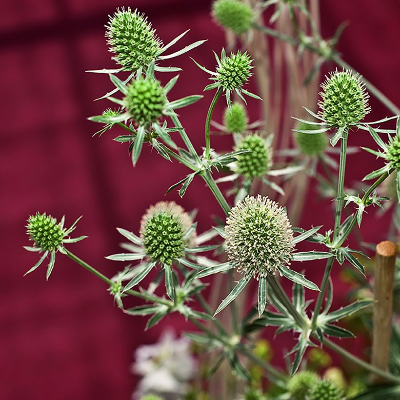 Graines d'Eryngium planum White Glitter - Panicaut (Harvest)