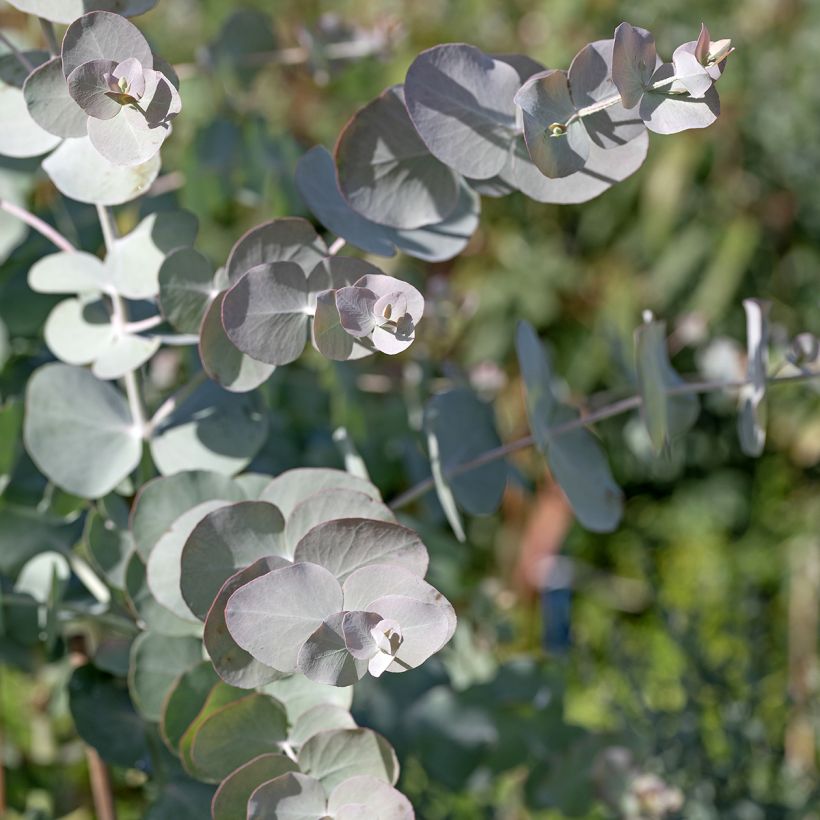 Graines d'Eucalyptus cinerea Silver Dollar - Gommier cendré (Foliage)