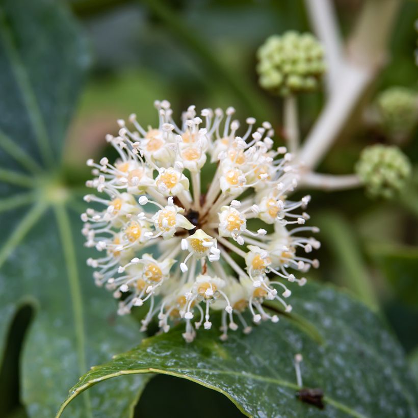 Graines d'Aralia du Japon - Fatsia japonica (Flowering)