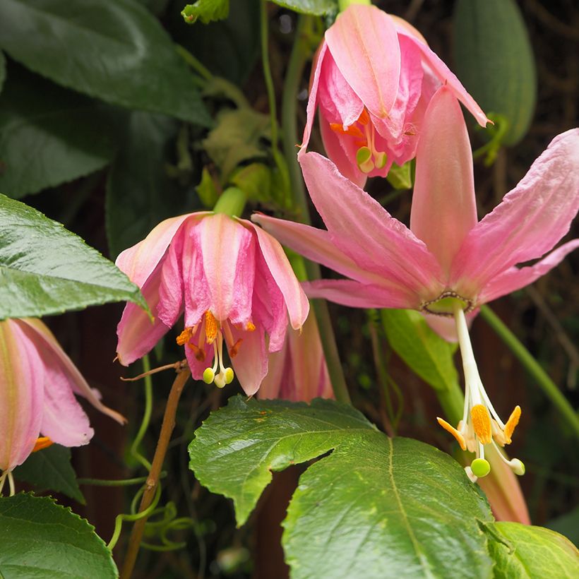 Graines de Fleur de la Passion - Passiflora tripartita var. mollissima (Flowering)
