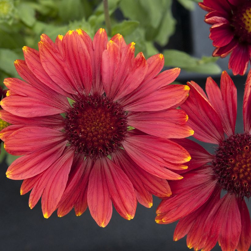 Graines de Gaillarde vivace Arizona Red Shades (Flowering)