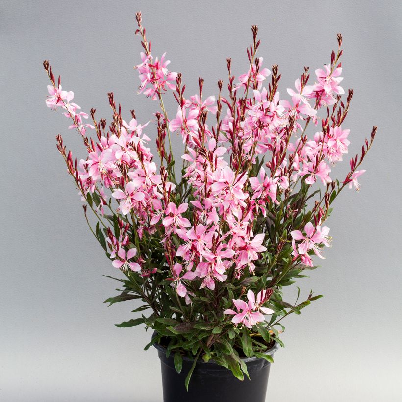 Graines de Gaura Emmeline Pink Bouquet (Plant habit)