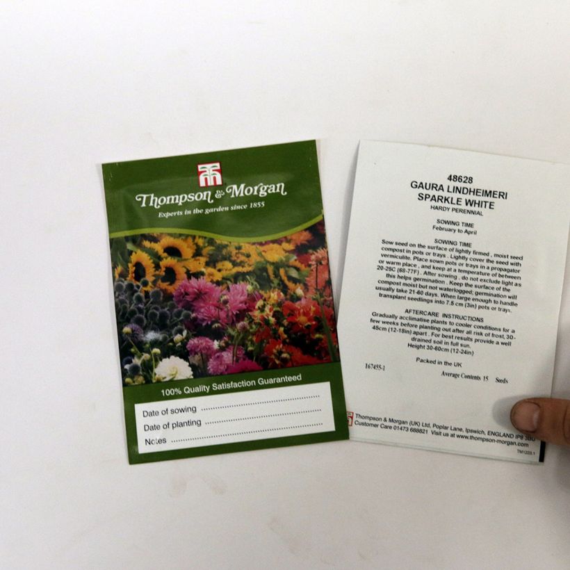 Example of Graines de Gaura lindheimeri Sparkle White  le sachet de 15 graines environ as you get
