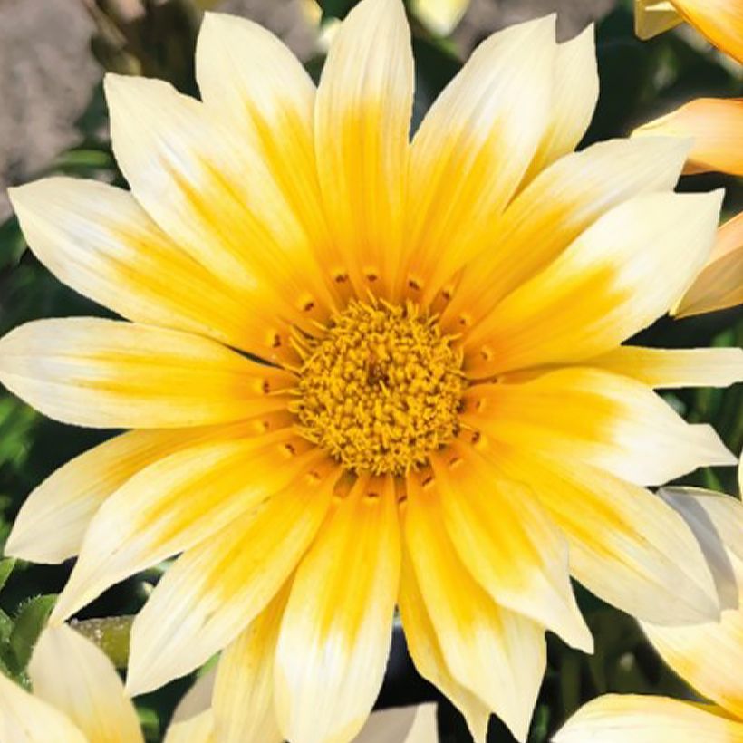 Graines de Gazania F1 Zany Sunny-Side Up  (Flowering)