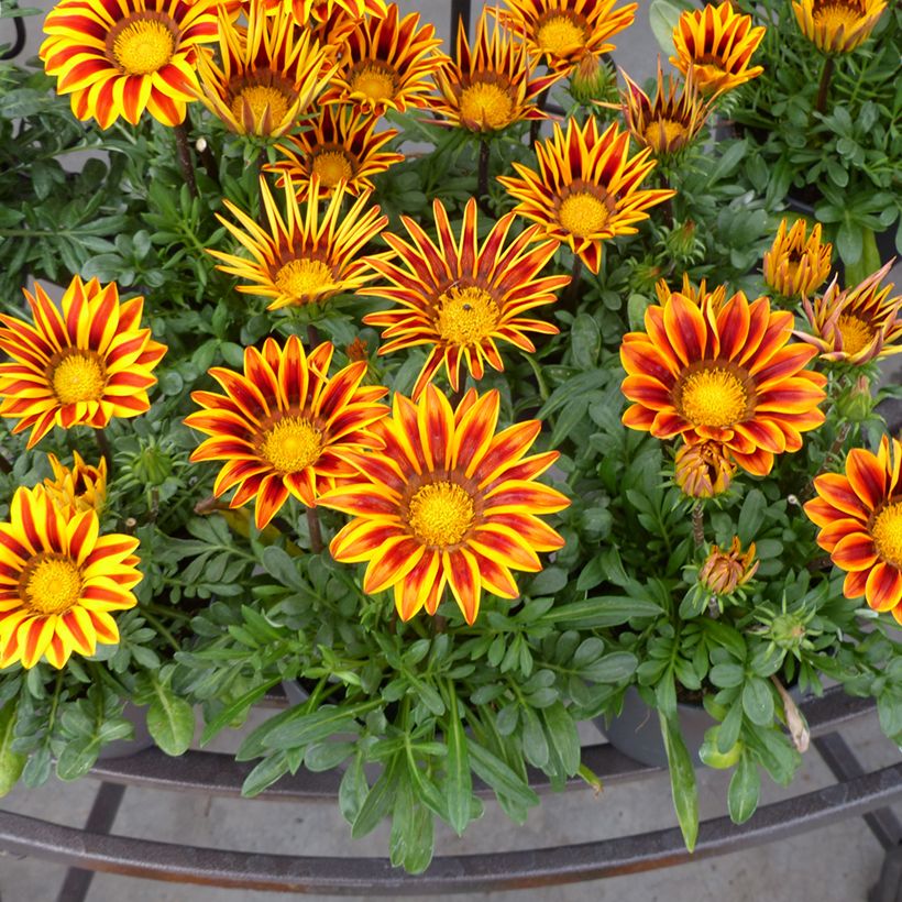 Graines de Gazania Zany F1 Orange Flame (Flowering)