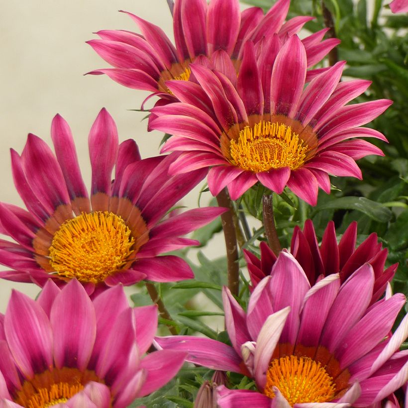 Graines de Gazania Zany F1 Pink (Flowering)