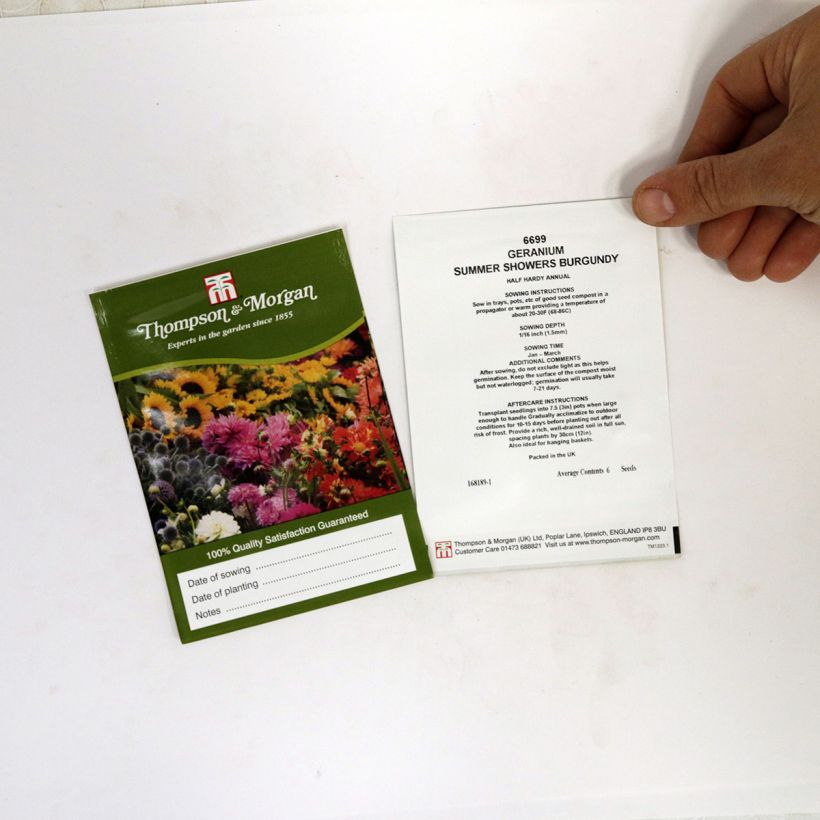Exemple de spécimen de Graines de Géranium lierre Summer Showers Burgundy - Pelargonium le sachet de 6 graines environ tel que livré