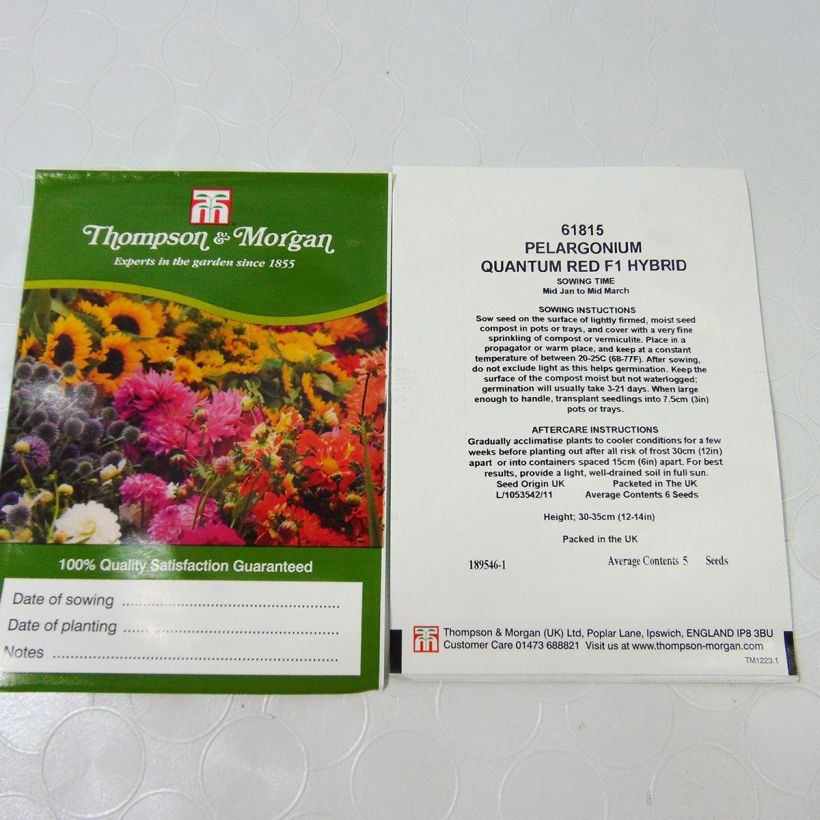 Exemple de spécimen de Graines de Géranium Quantum Red - Pelargonium le sachet de 5 graines environ tel que livré