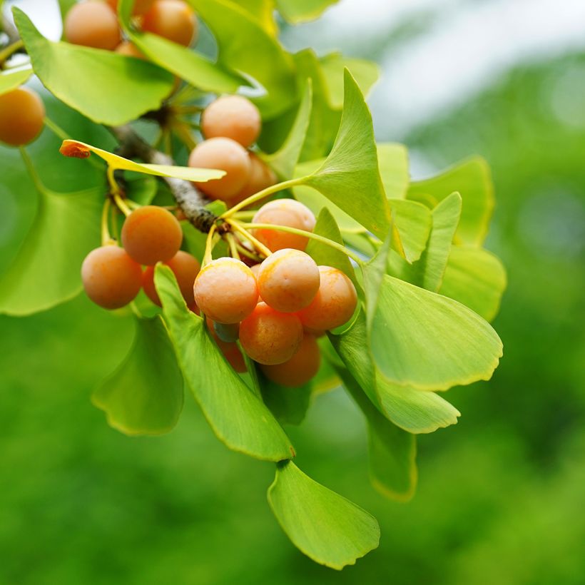 Graines de Ginkgo biloba - Arbre aux quarante écus (Harvest)