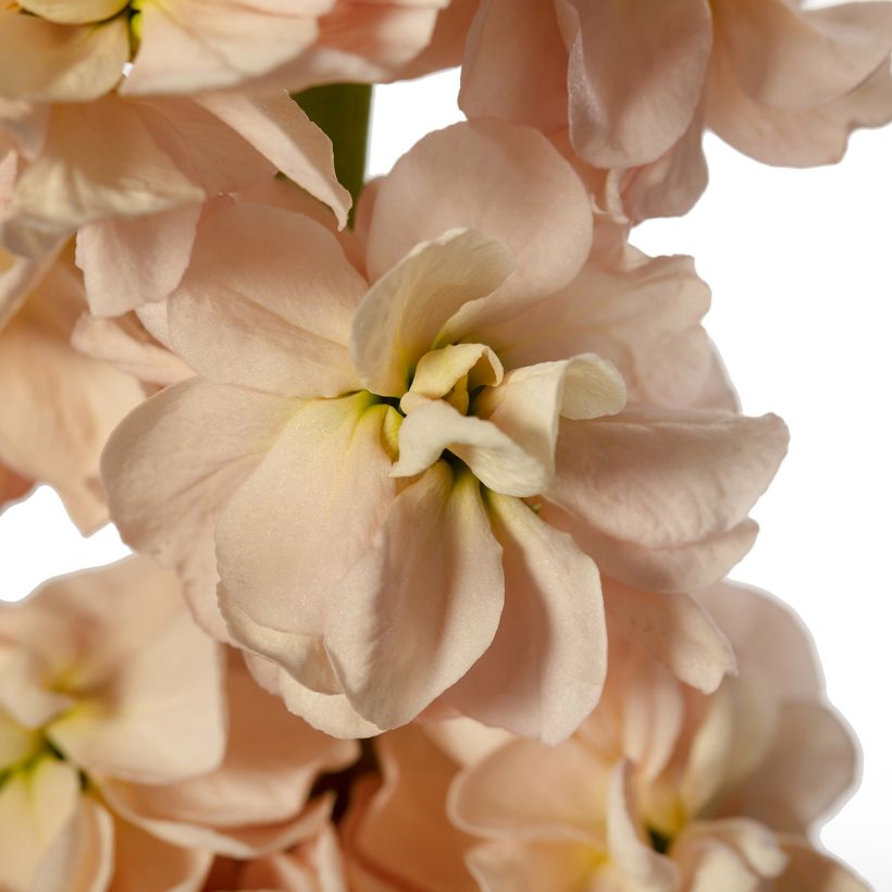 Graines de Giroflée quarantaine Milla Salmon (Flowering)