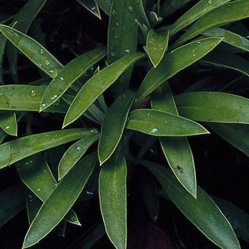 Graines de Giroflée ravenelle Bedder Scarlet - Erysimum ou Cheiranthus cheirii  (Foliage)