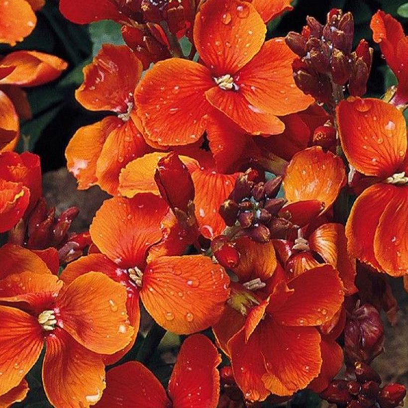 Graines de Giroflée ravenelle Bedder Scarlet - Erysimum ou Cheiranthus cheirii  (Flowering)