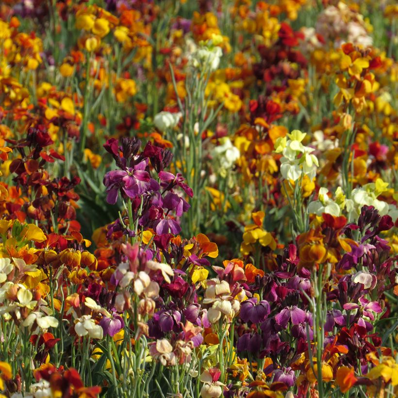 Graines de Giroflée ravenelle Fair Lady Mix - Erysimum ou Cheiranthus cheirii (Plant habit)