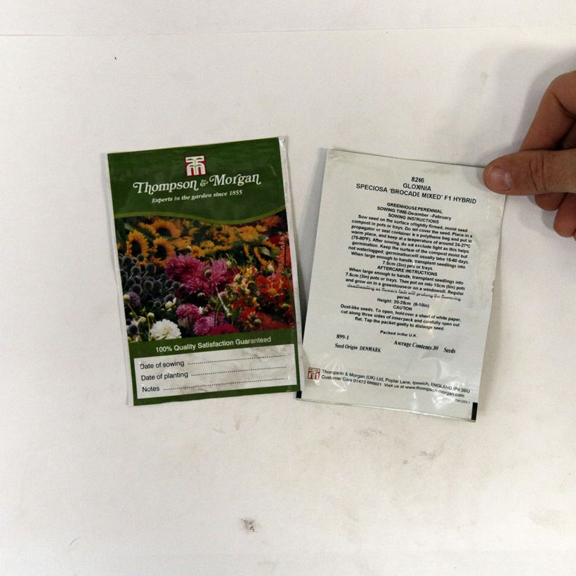 Example of Graines de Gloxinia Brocade Double Mixed F1 Hybrid  - Gloxinia des fleuristes double en mélange le sachet de 30 graines environ as you get