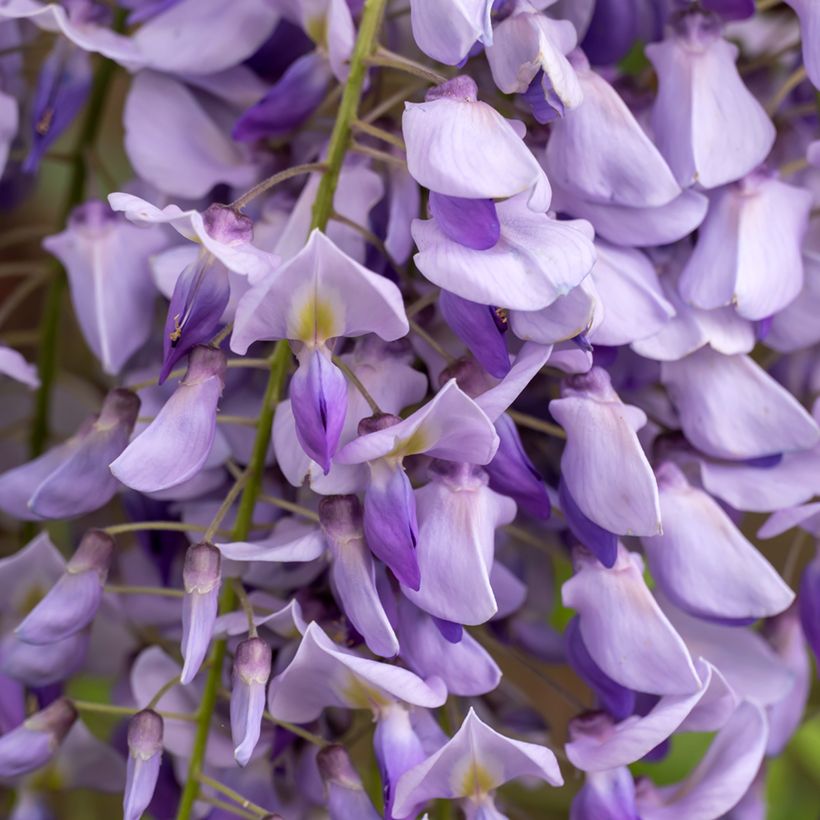 Graines de Glycine de Chine - Wisteria sinensis (Flowering)