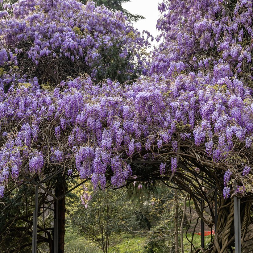 Graines de Glycine de Chine - Wisteria sinensis (Plant habit)