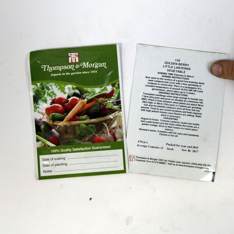 Exemple de spécimen de Graines de Golden Berry Little Lanterns - Coqueret du Pérou le sachet de 15 graines environ tel que livré