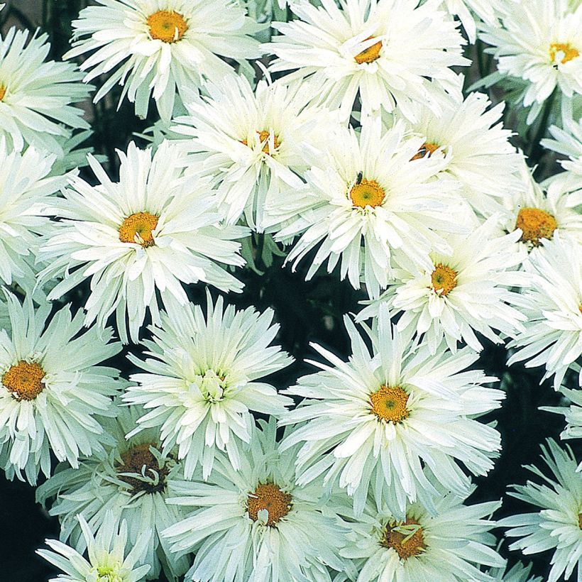 Graines de Grande marguerite Crazy Daisy - Leucanthemum x superbum (Flowering)