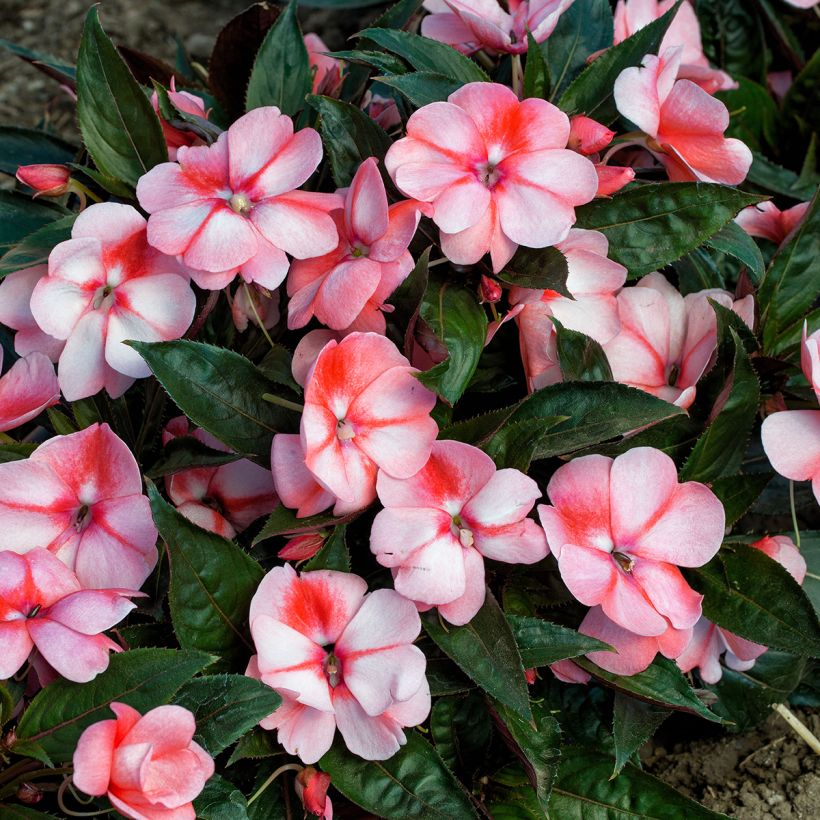 Graines d'Impatiens de Nouvelle-Guinée Florific Sweet Orange (Floraison)