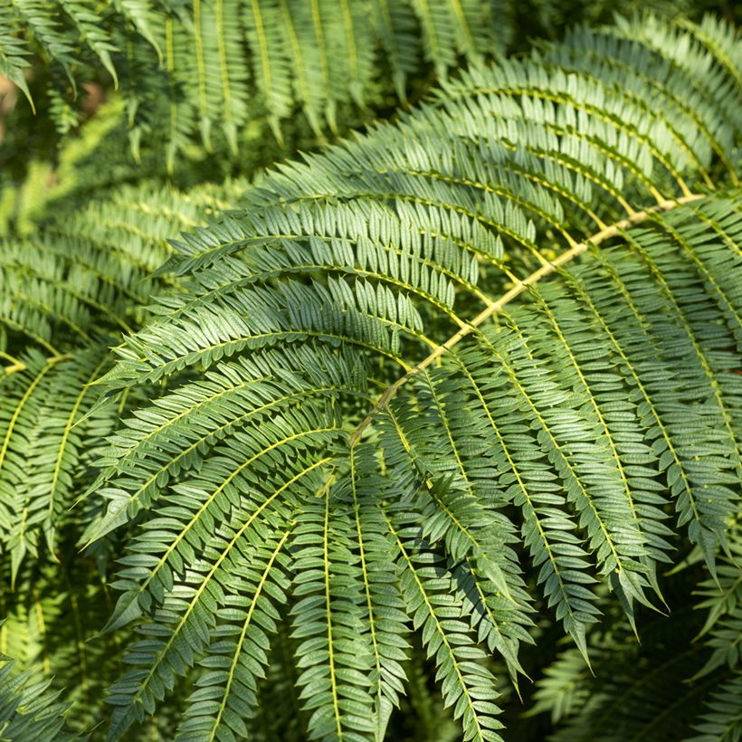 Graines de Jacaranda mimosifolia (Foliage)