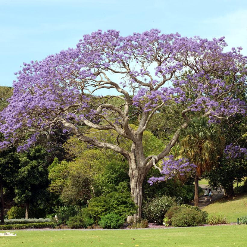 Graines de Jacaranda mimosifolia (Plant habit)