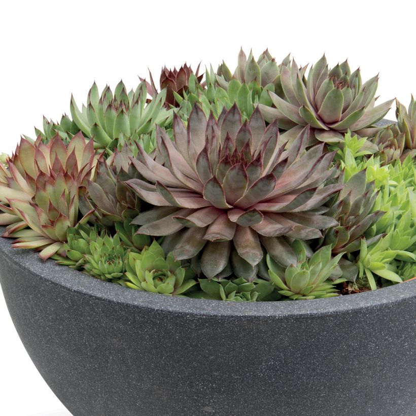 Graines de Joubarbe, Sempervivum Hippie Chicks (graines enrobées) (Plant habit)