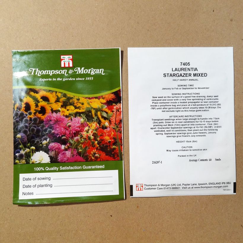 Example of Graines de Laurentia Stargazer Mixed  le sachet de 60 graines environ as you get