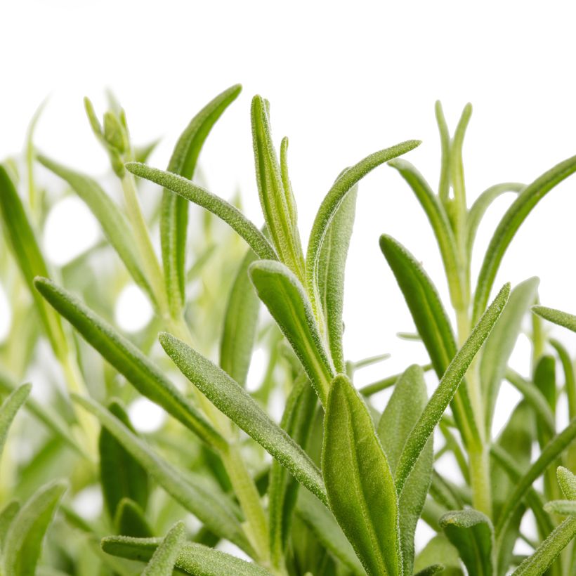 Graines de Lavande Cleo-Patio Blue (Foliage)