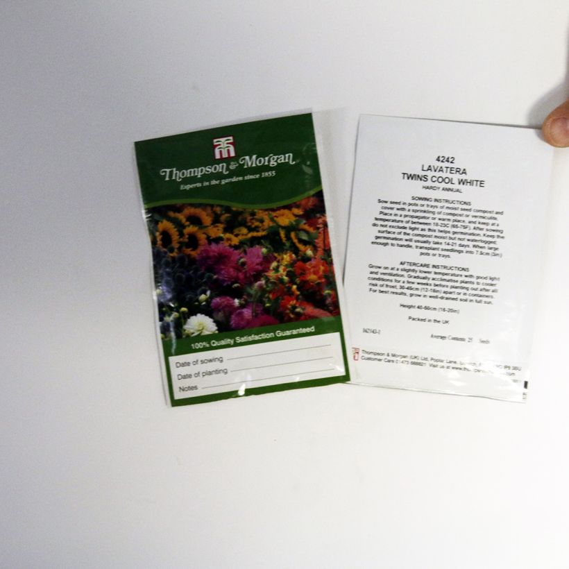 Example of Graines de Lavatère annuelle Twins Cool White le sachet de 25 graines environ as you get