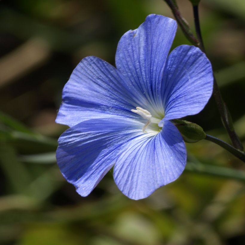 Graines de Lin vivace nain Saphir bleu - Linum perenne (Flowering)