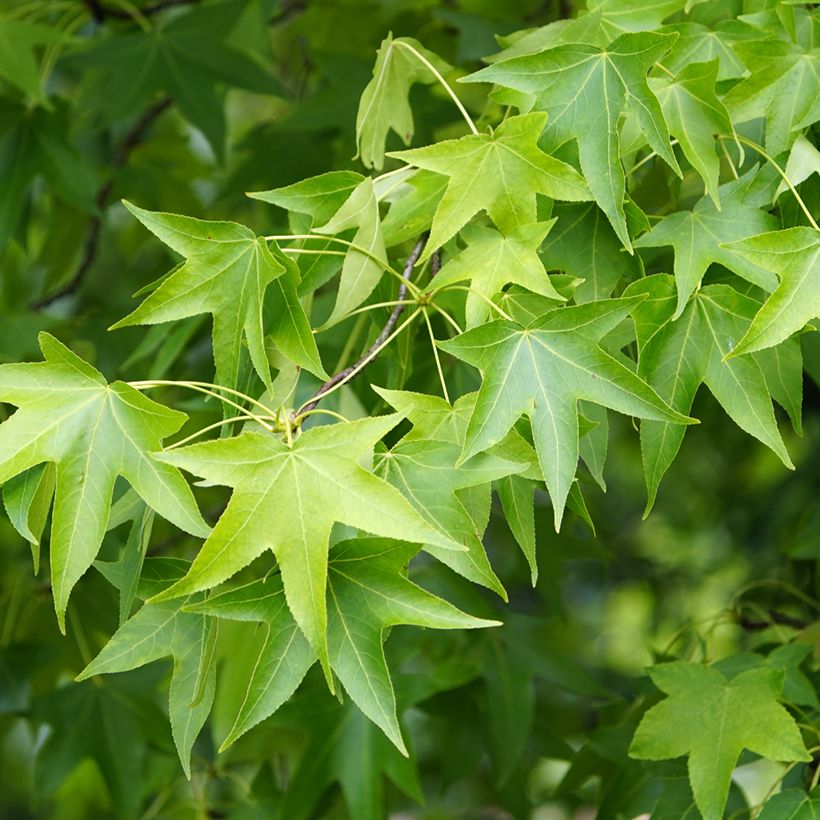 Graines de Copalme d'Amérique - Liquidambar styraciflua (Foliage)