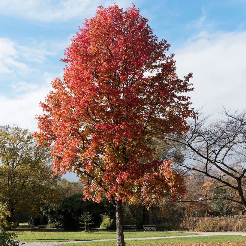 Graines de Copalme d'Amérique - Liquidambar styraciflua (Plant habit)