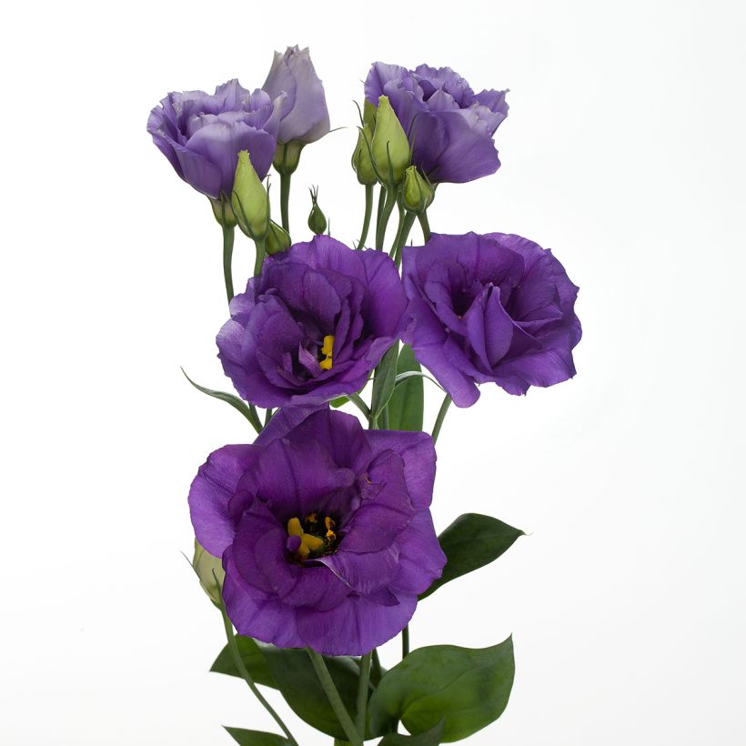 Graines de Lisianthus F1 Cessna Blue III (graines enrobées) (Floraison)
