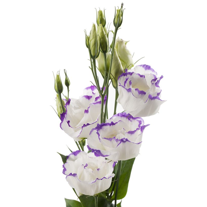 Graines de Lisianthus F1 Cessna Blue Picotee III (graines enrobées) (Flowering)