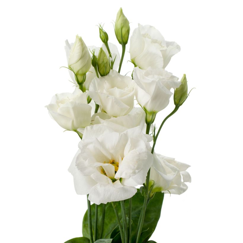 Graines de Lisianthus F1 Cessna Pure White III (graines enrobées) (Flowering)