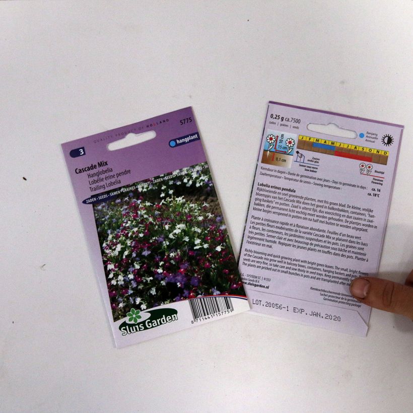 Example of Graines de Lobelia erinus Cascade en mélange le sachet de +/- 5100 graines environ (minimum 0,2g) as you get