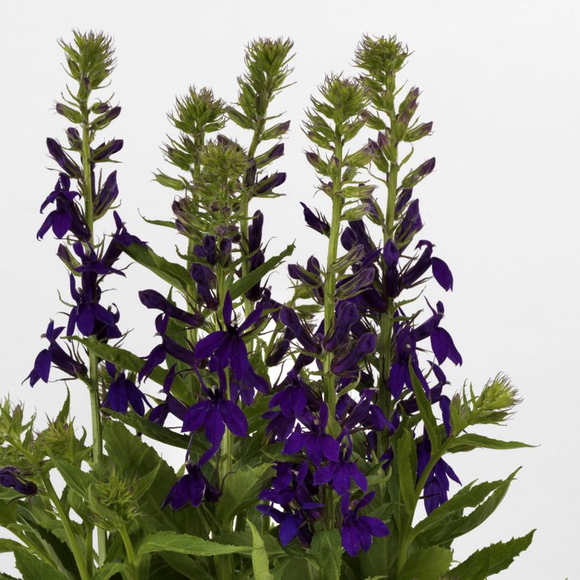 Graines de Lobelia speciosa Starship Blue (graines enrobées) (Flowering)