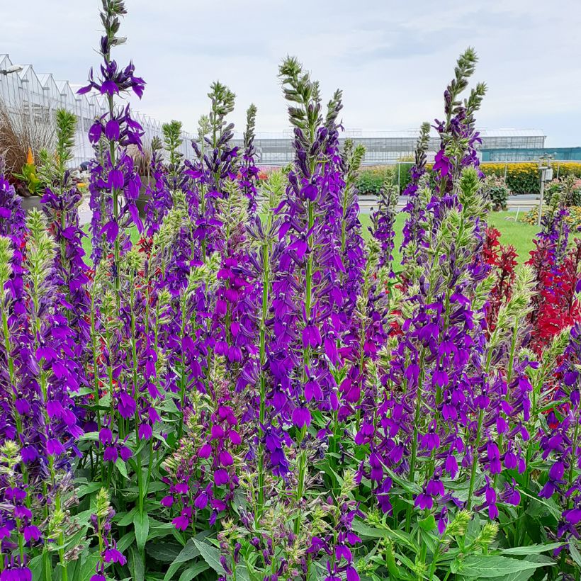 Graines de Lobelia speciosa Starship Blue (graines enrobées) (Plant habit)