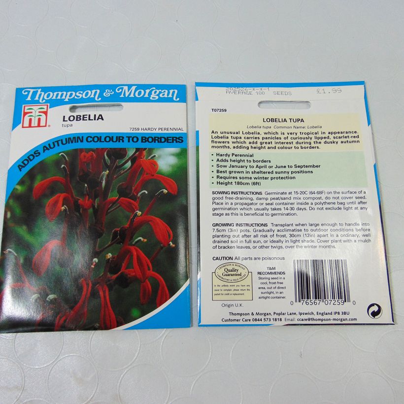 Exemple de spécimen de Graines de Lobelia tupa le sachet de 100 graines environ tel que livré